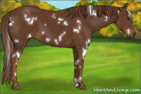 Horse Color:Gray White Spotted Chestnut 