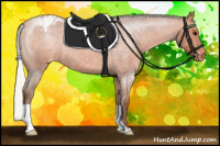 Horse Color:Silver Bay Roan Appaloosa