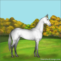 Horse Color:Gray Black 