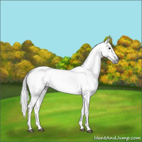 Horse Color:Gray Black Near Leopard 