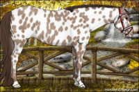 Horse Color:Classic Champagne Appaloosa