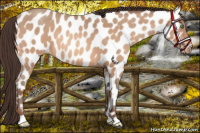 Horse Color:Amber Champagne Roan Appaloosa 