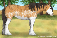 Horse Color:Buckskin Splash  and Buckskin Splash Rabicano 