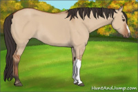 Horse Color:Brown Dun 