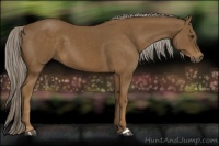 Horse Color:Chocolate Palomino 