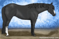 Horse Color:Black  and Black 