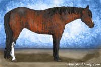 Horse Color:Black  and Brown 