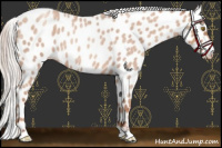 Horse Color:Silver Sable Champagne Roan Appaloosa