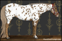 Horse Color:Chocolate Palomino Near Leopard 
