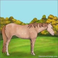 Horse Color:Gold Champagne