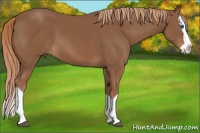 Horse Color:Chestnut Splash 
