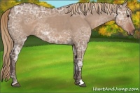Horse Color:Liver Red Dun Ice 