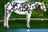 Horse Color:Black Splash Appaloosa