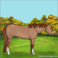 Horse Color:Red Dun 