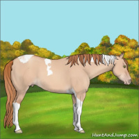 Horse Color:Gold Champagne Dun Tobiano