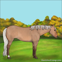 Horse Color:Silver Bay Dun