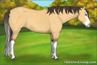 Horse Color:Buckskin Dun Splash 