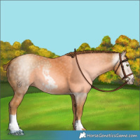 Horse Color:Gray Gold Champagne 