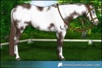 Horse Color:White Spotted Liver Chestnut Frame