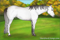 Horse Color:Gray Liver Red Dun Roan 