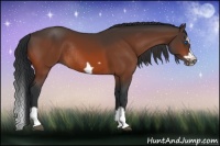 Horse Color:Bay Splash Frame Rabicano