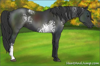 Horse Color:White Spotted Black