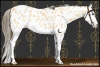 Horse Color:Buckskin Roan Splash Near Leopard 