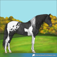 Horse Color:Black Tobiano Appaloosa