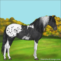 Horse Color:Black Tobiano Appaloosa 