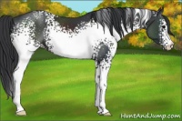 Horse Color:White Spotted Black