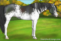 Horse Color:White Spotted Black 