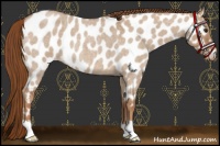 Horse Color:Red Dun Roan Near Leopard 