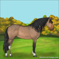 Horse Color:Bay Dun