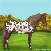 Horse Color:Liver Chestnut Appaloosa 