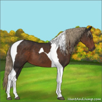 Horse Color:Liver Chestnut Tobiano 