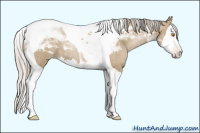 Horse Color:Gray Silver Grullo Pearl Splash Tobiano 