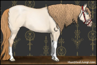 Horse Color:Gold Champagne Dun 
