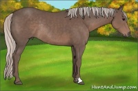 Horse Color:Silver Black Rabicano 