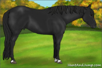 Horse Color:Gray Black 