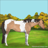 Horse Color:Bay Dun Tobiano 