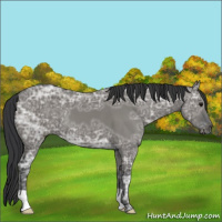 Horse Color:Grullo Ice 