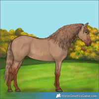 Horse Color:Red Dun
