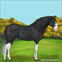 Horse Color:Black Splash