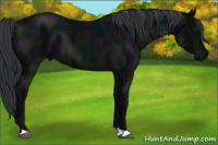 Horse Color:Midnight Black
