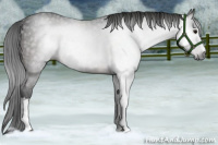 Horse Color:Gray White Spotted Bay 