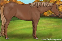 Horse Color:Chestnut 