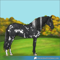 Horse Color:White Spotted Black 