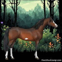 Horse Color:Bay Splash Frame Rabicano 