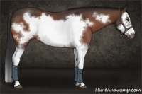 Horse Color:Bay Splash Frame Rabicano 