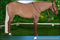Horse Color:Chocolate Silver Bay Dun 